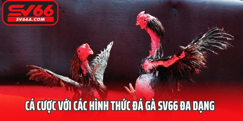 Tham gia cá cược với các hình thức đá gà SV66 đa dạng